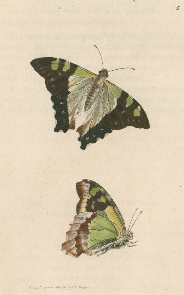 Detail of 'Macleay's butterfly' [Macleay's swallowtail] by Richard Polydore Nodder
