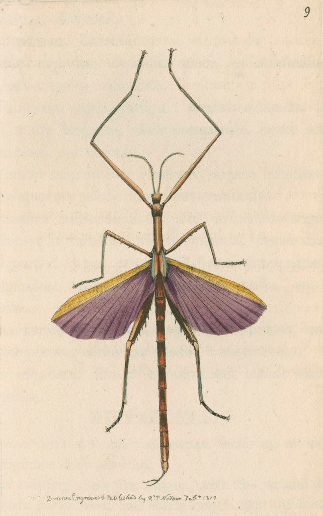 Detail of 'Violet-winged phasma' [Spur-legged stick insect] by Richard Polydore Nodder