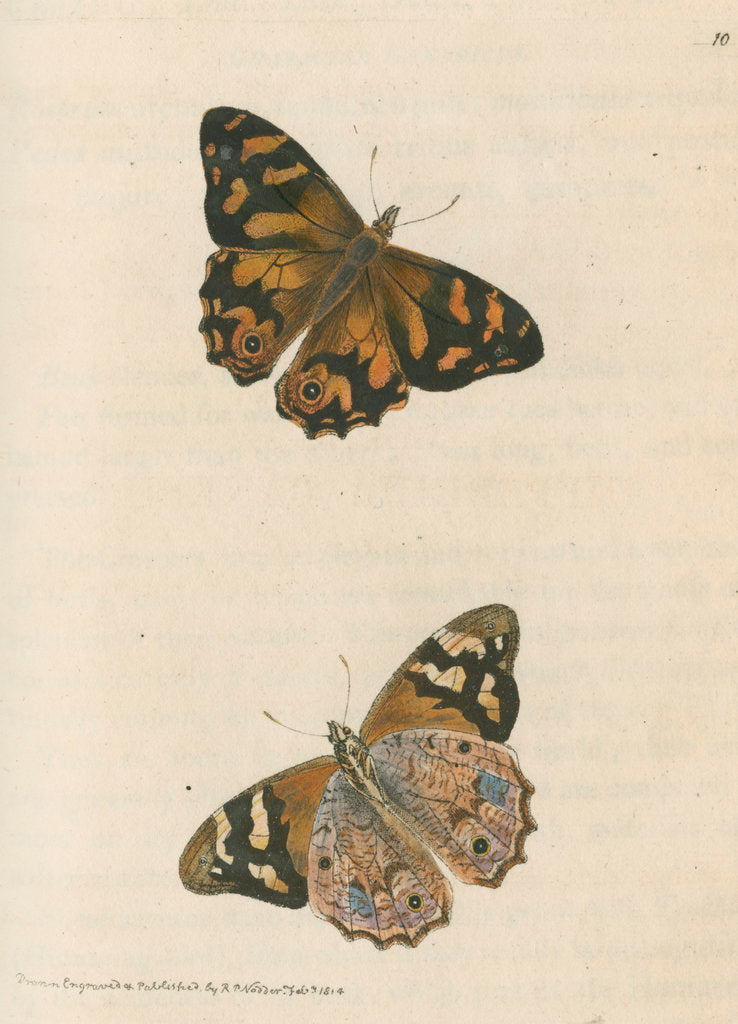 Detail of 'Banksian hipparchia' [Banks's brown butterfly] by Richard Polydore Nodder
