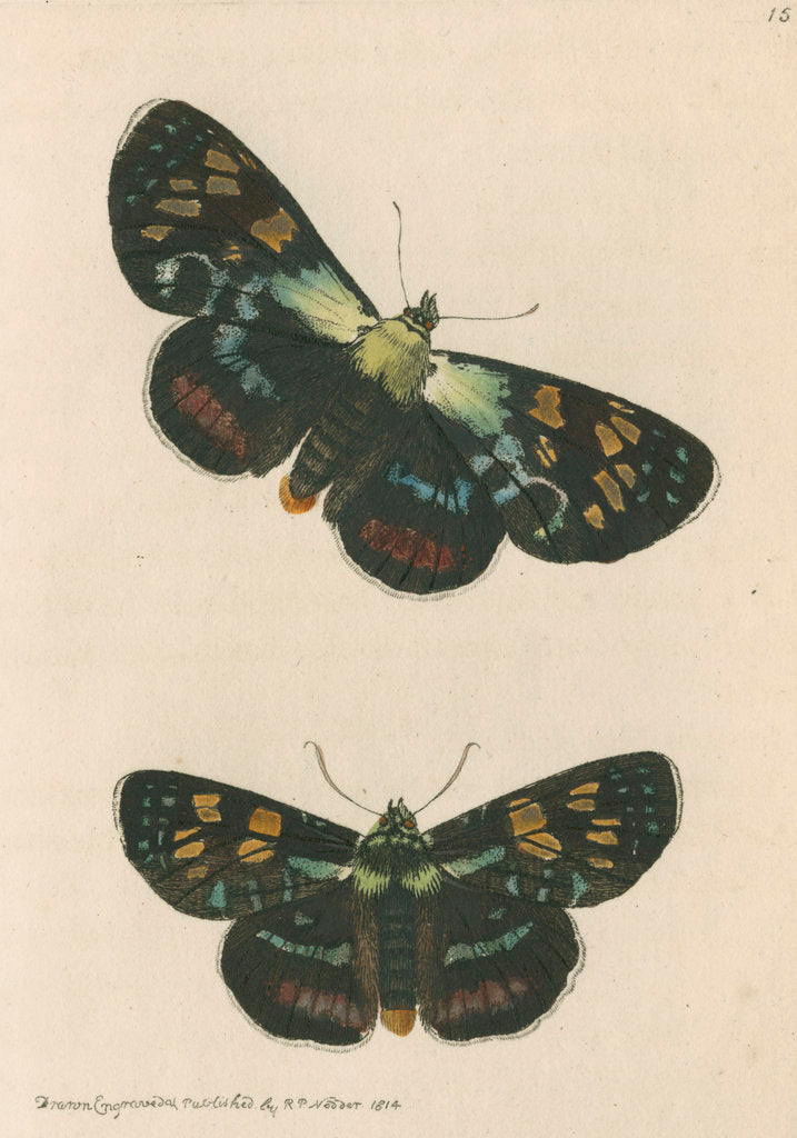 Detail of 'Painted agarista' [Joseph's coat moth] by Richard Polydore Nodder