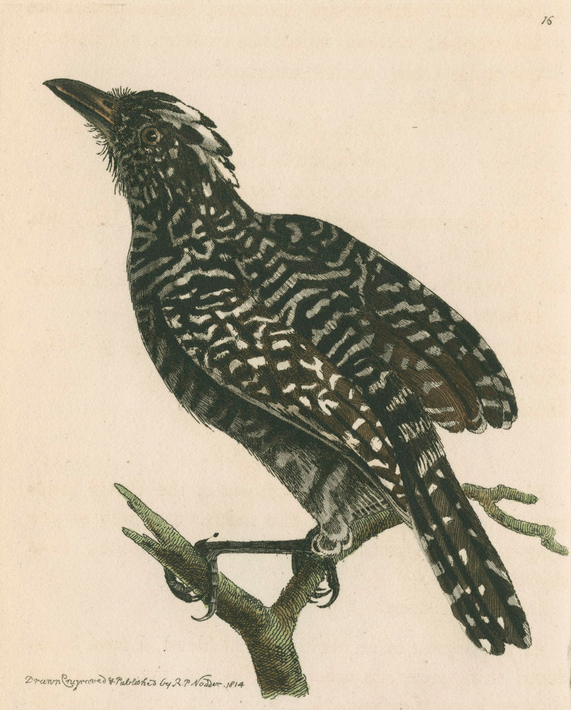 Detail of 'Pied shrike' [Barred antshrike] by Richard Polydore Nodder
