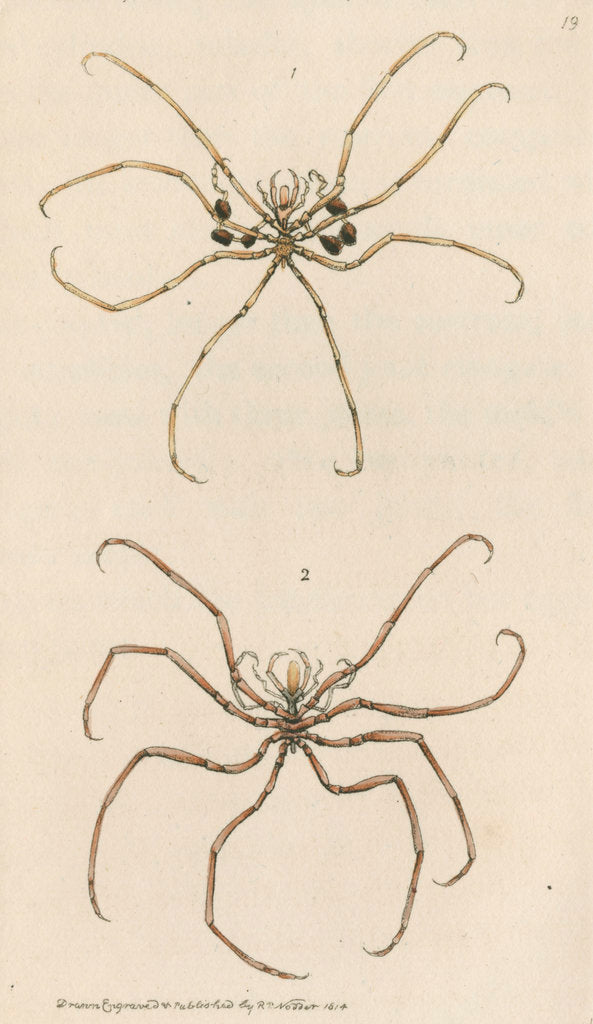 Detail of Two specimens of crustaceans by Richard Polydore Nodder