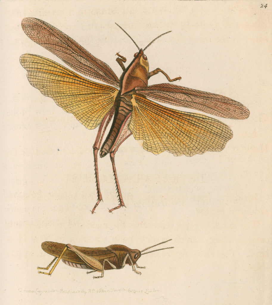 Detail of 'Australian locust' [Gumleaf grasshopper] by Richard Polydore Nodder