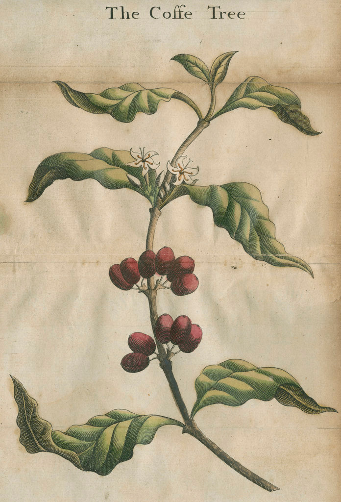 Detail of Coffee plant by unknown