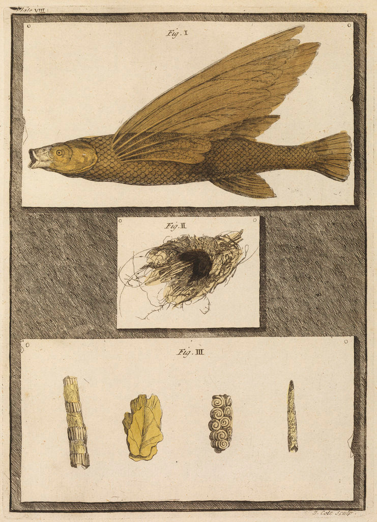 Detail of Flying fish with freshwater nests and cases by T Cole