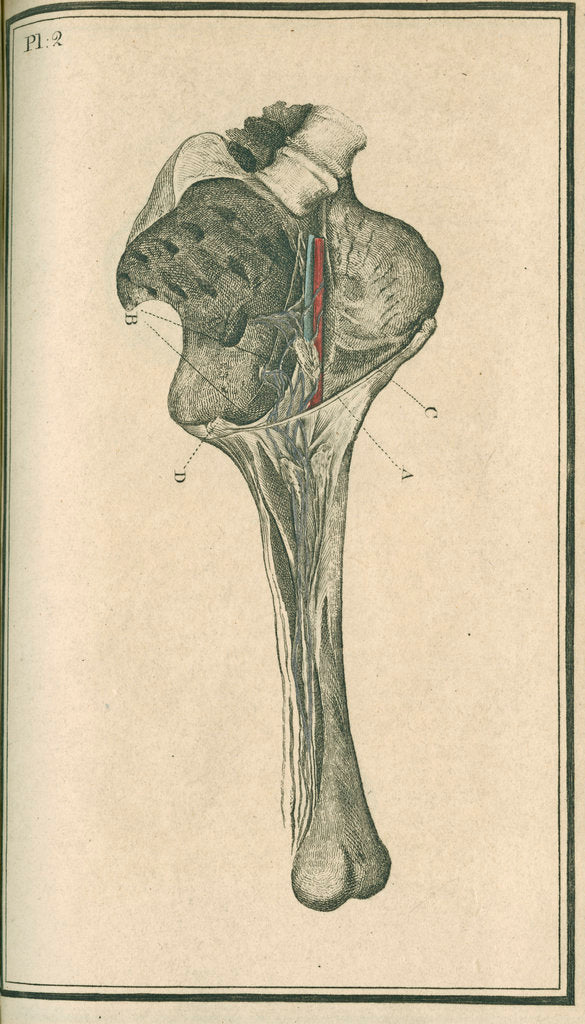 Detail of 'The superficial lymphatic vessels of the left lower extremity' by unknown