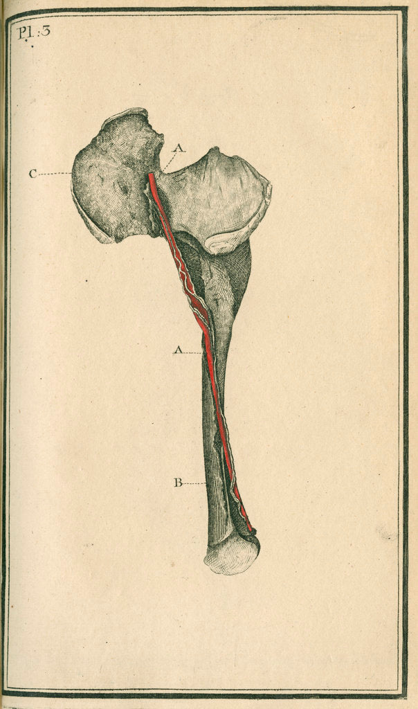 Detail of The Crural artery (right thigh) by unknown
