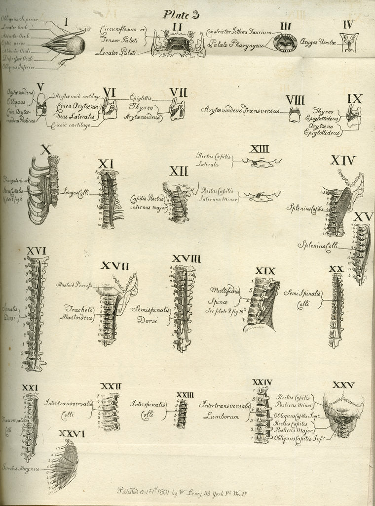 Detail of Muscles of the human head, neck and spine by Joseph Constantine Carpue