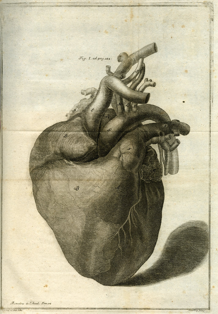 Detail of The human heart by Sauerbrey