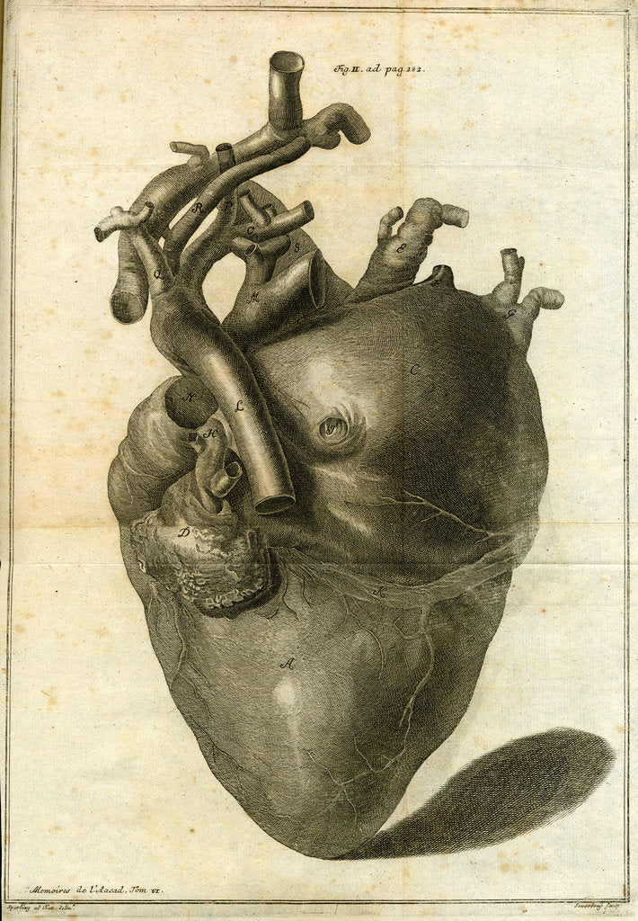 Detail of A human heart by Sauerbrey