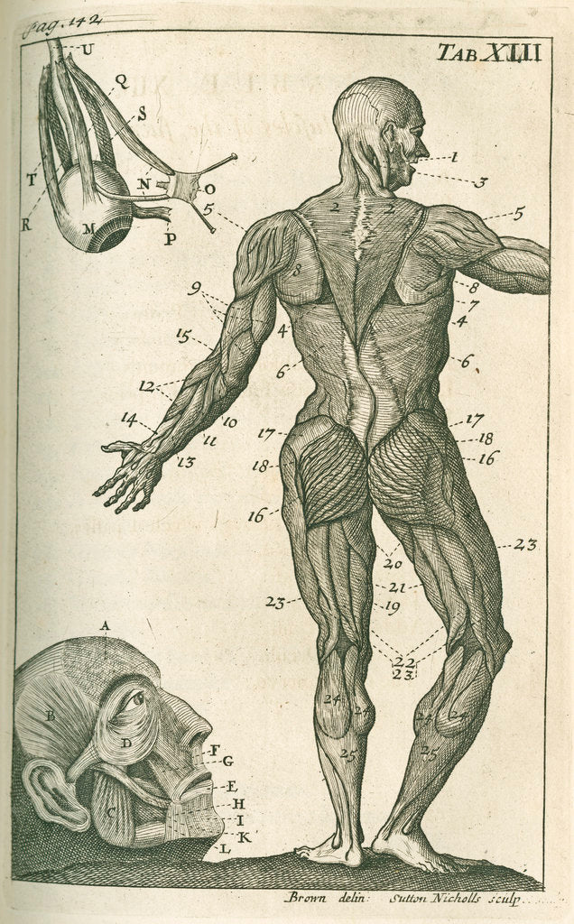 Detail of Muscles of the face & a view of the posterior external muscles by Sutton Nicholls