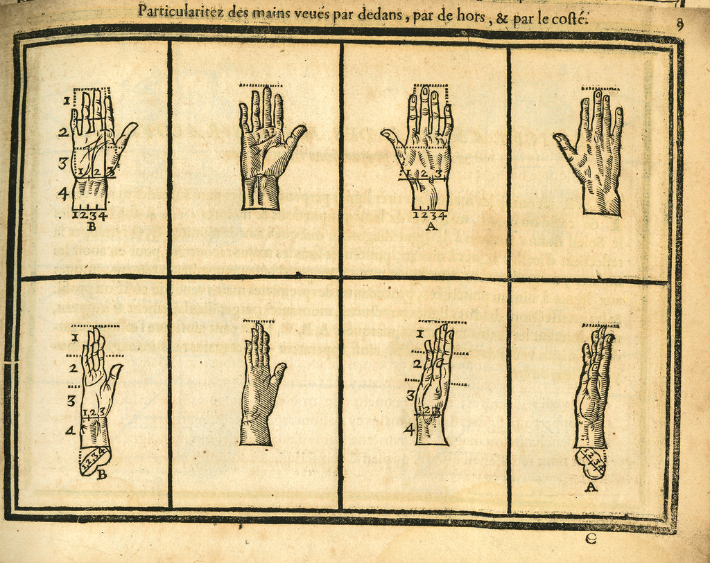 Detail of Proportions of the hand by unknown