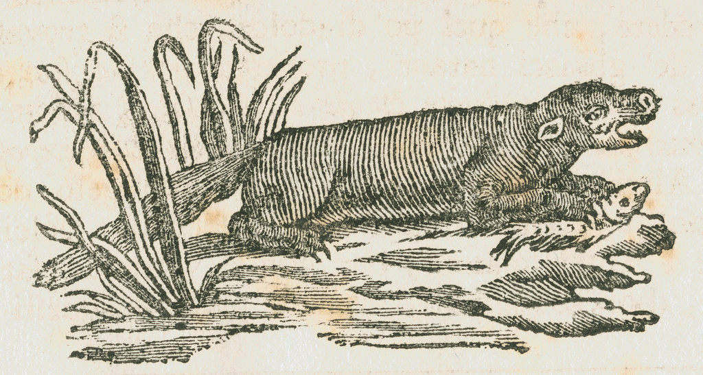 Detail of Mink [?] eating a fish by unknown