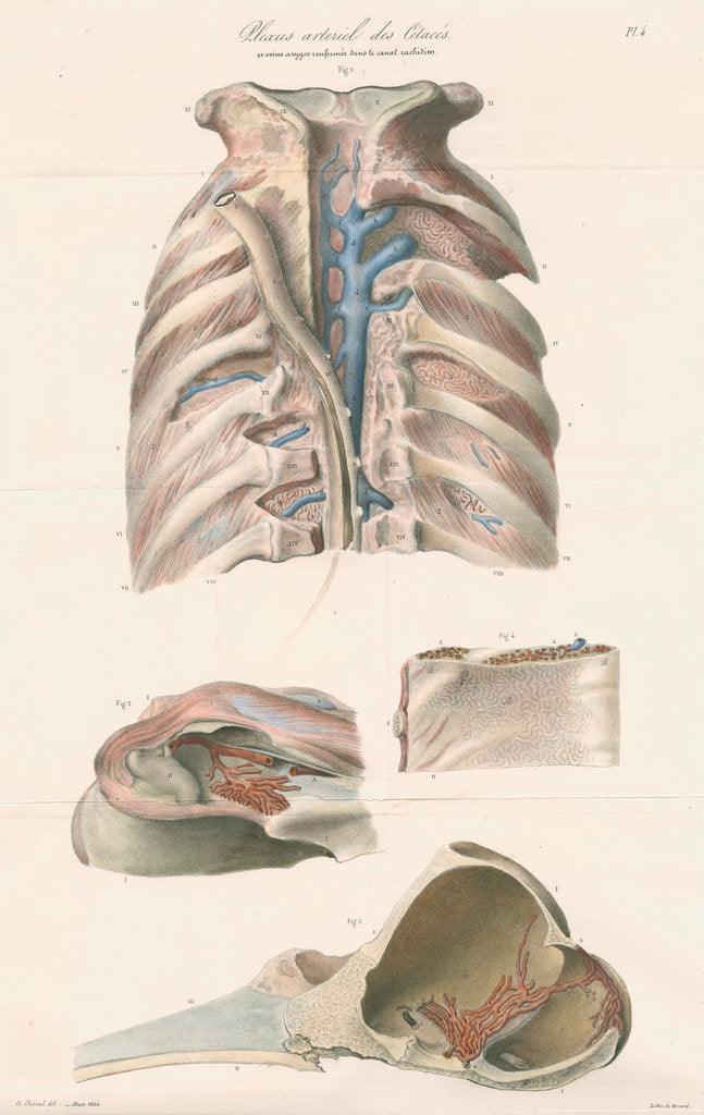 Detail of Dissected thorax and skull of a porpoise by Antoine Toussaint de Chazal