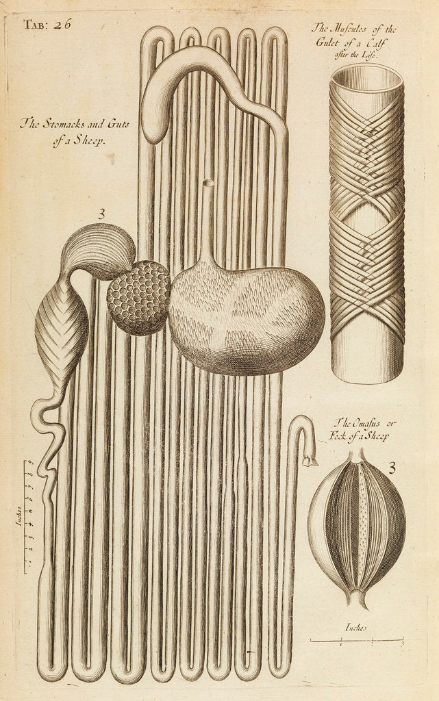 Detail of The stomach and guts of a sheep and the gullet of a calf by Anonymous