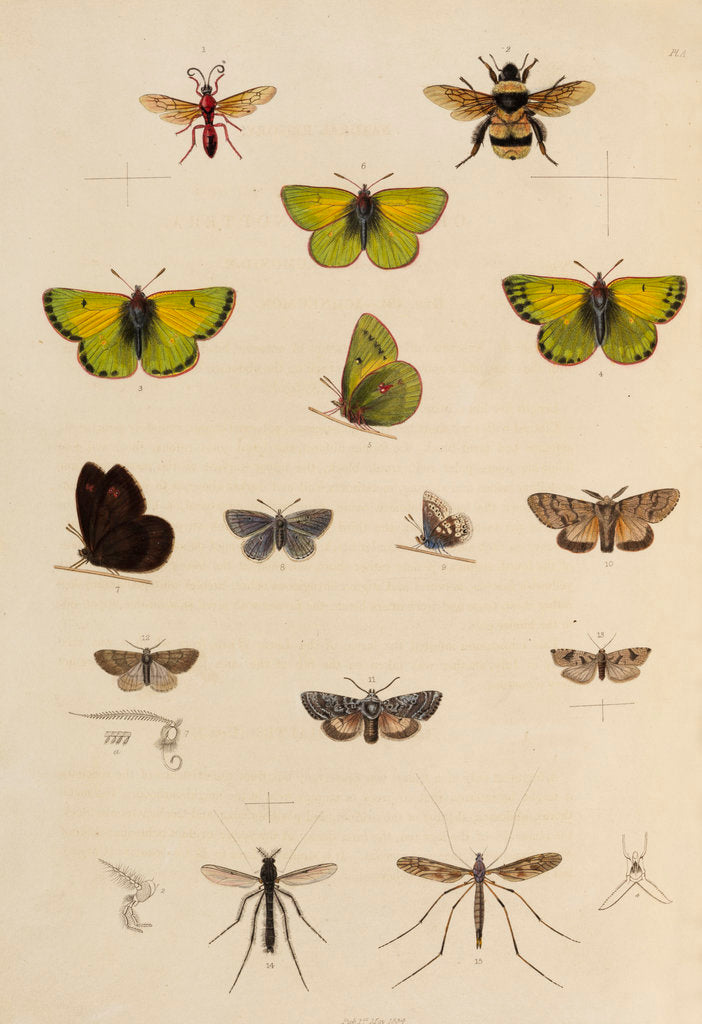 Detail of Insects of northern Canada by Anonymous