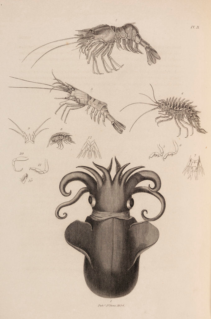 Detail of Marine invertebrates of the Arctic seas by unknown