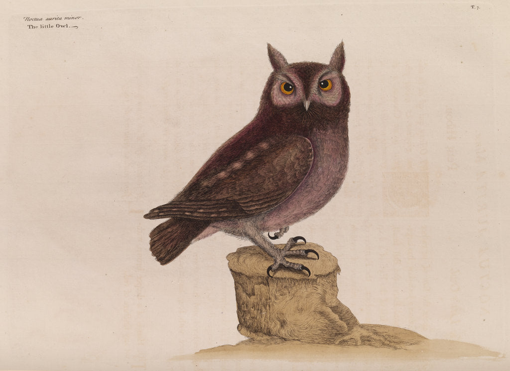 Detail of The little owl by Mark Catesby