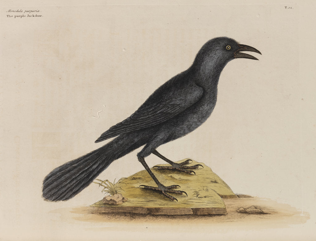 Detail of 'The purple jack-daw' by Mark Catesby