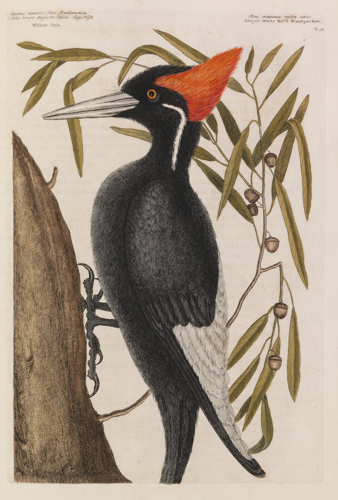 Detail of The 'largest white-bill wood-pecker' and the 'willow oak' by Mark Catesby