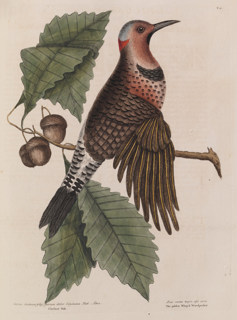 Detail of The 'gold-winged wood-pecker' and the 'chesnut-oak' by Mark Catesby
