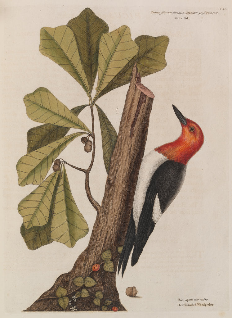 Detail of The 'red-headed wood-pecker' and the 'water oak' by Mark Catesby