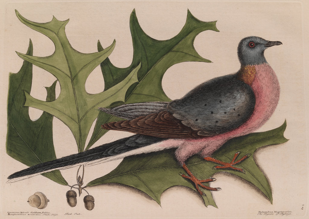 Detail of The 'pigeon of passage' and the 'red oak' by Mark Catesby