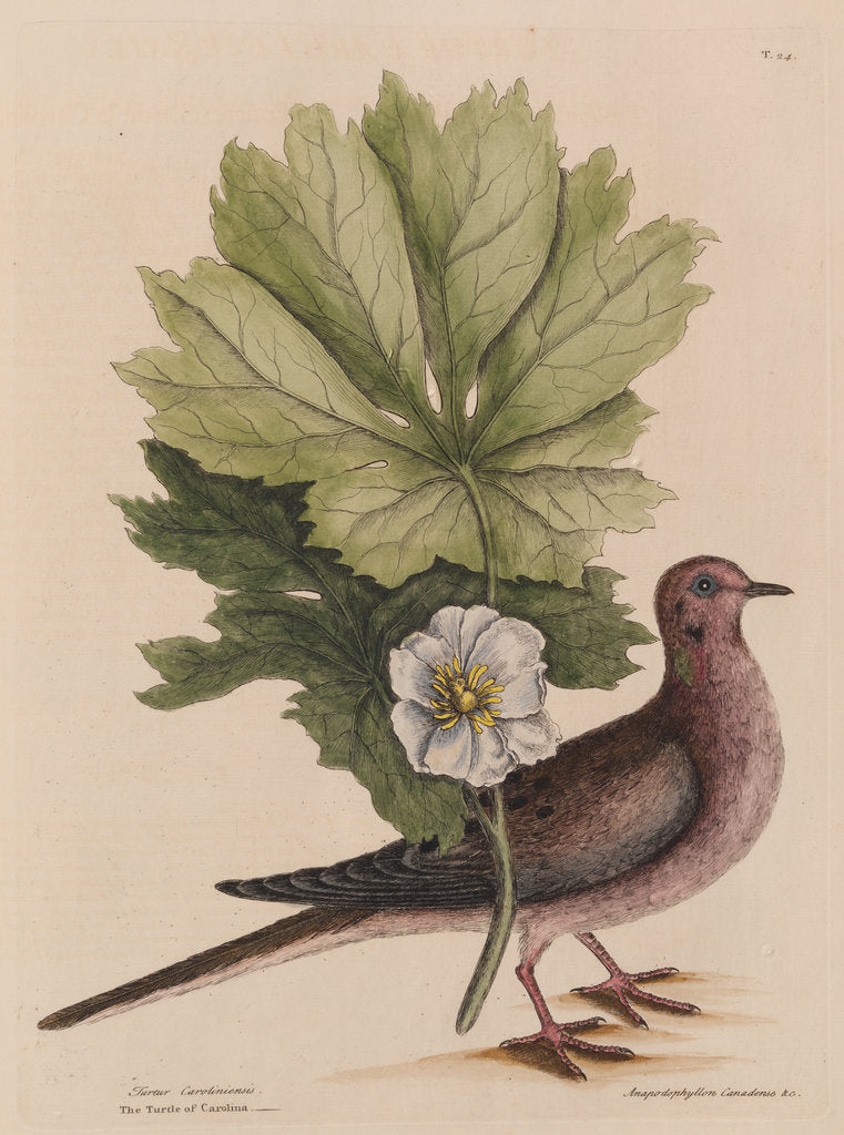 Detail of The 'turtle of Carolina' and the 'may apple' by Mark Catesby