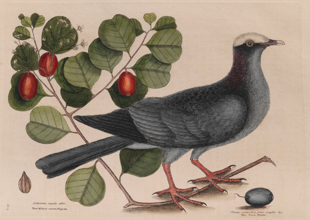 Detail of The 'white-crown'd pigeon' and the 'cocoa plum' by Mark Catesby