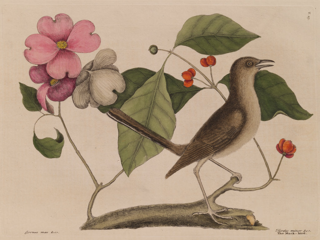 Detail of The 'mock-bird' and the dogwood tree by Mark Catesby