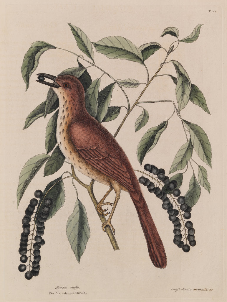 Detail of The 'fox coloured thrush' and the 'cluster'd black cherry' by Mark Catesby