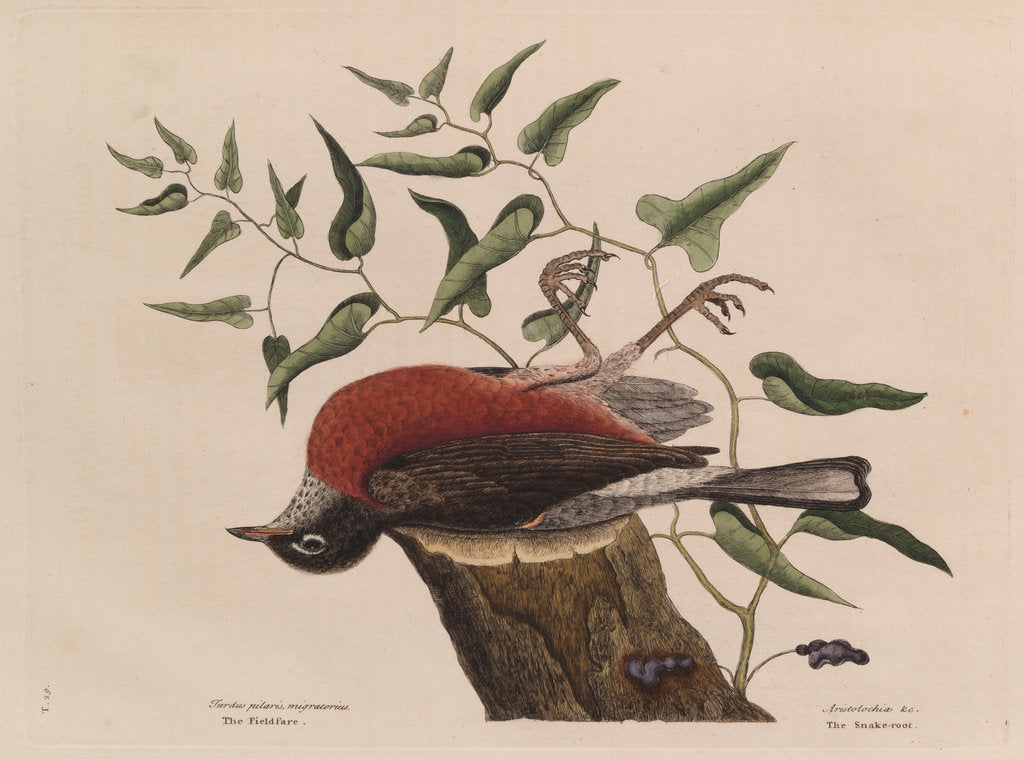 Detail of The 'fieldfare of Carolina' and the snake-root of Virginia by Mark Catesby