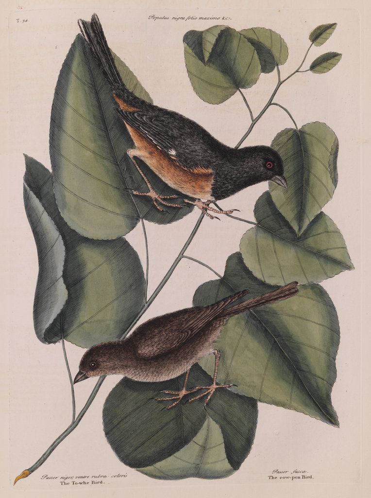 Detail of The 'towhe' bird, the 'cowpen' bird and the 'black poplar' of Carolina by Mark Catesby