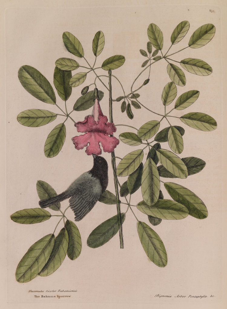 Detail of The 'Bahama sparrow' and the 'bignonia' by Mark Catesby