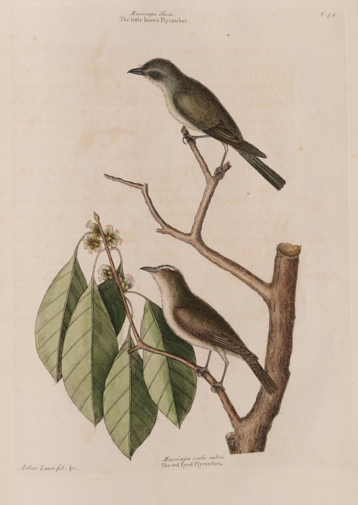 Detail of The 'little brown fly-catcher', the 'red ey'd flycatcher' and the 'arbor lauri folio' by Mark Catesby