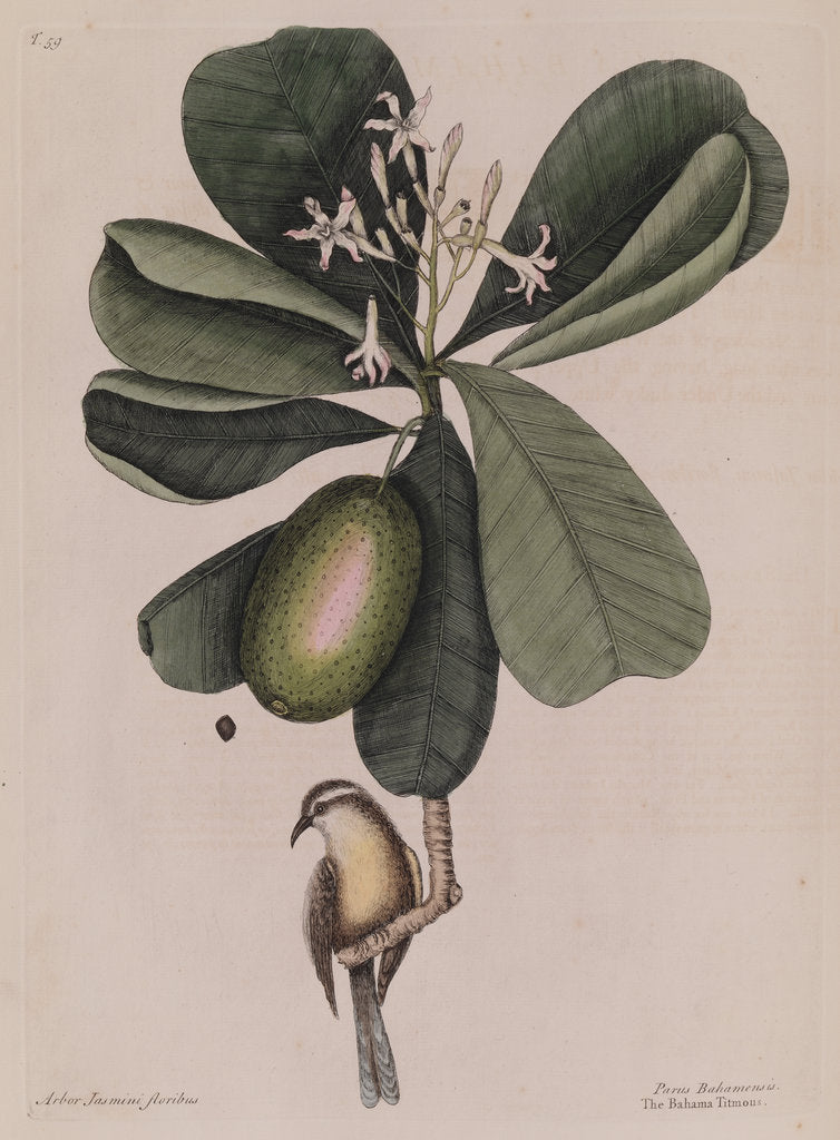 Detail of The 'Bahama titmouse' and the 'seven years apple' by Mark Catesby