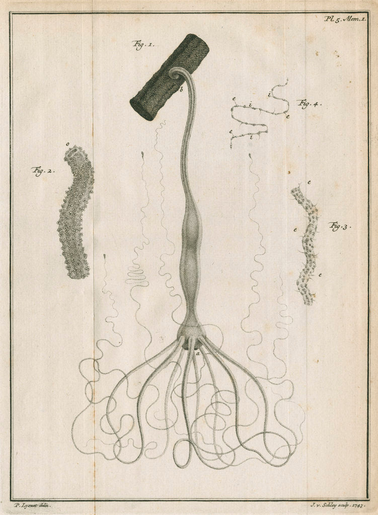 Detail of Freshwater hydra by Jacobus van der Schley