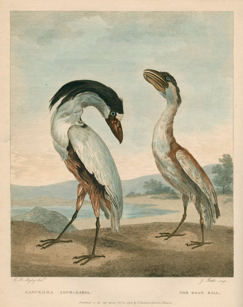 Detail of 'The Boat-Bill' by James Fittler