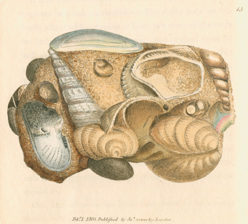 Detail of 'Silex arenacea' by James Sowerby