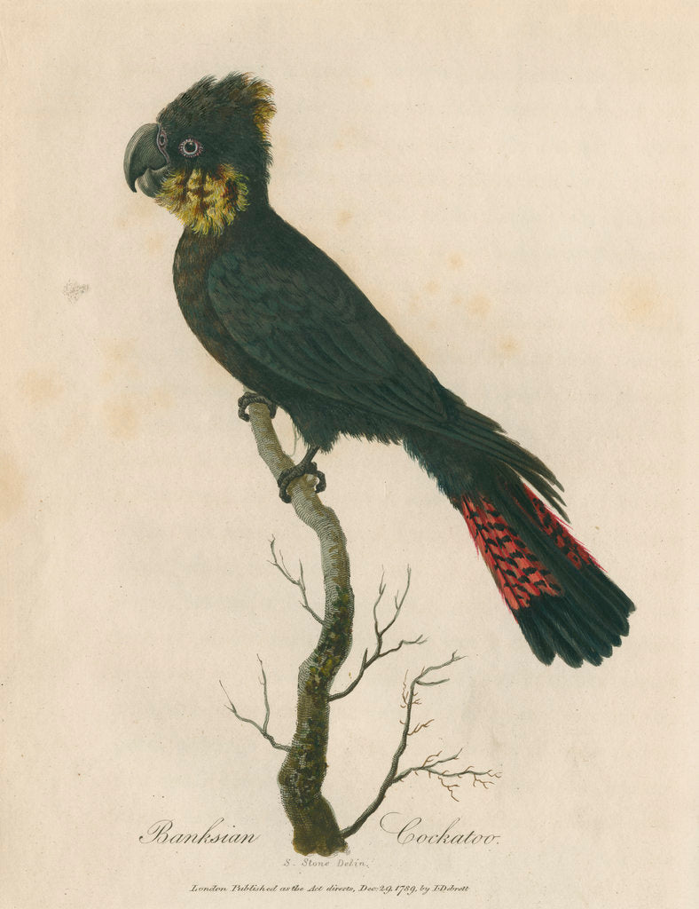 Detail of Banksian Cockatoo by Sarah Stone