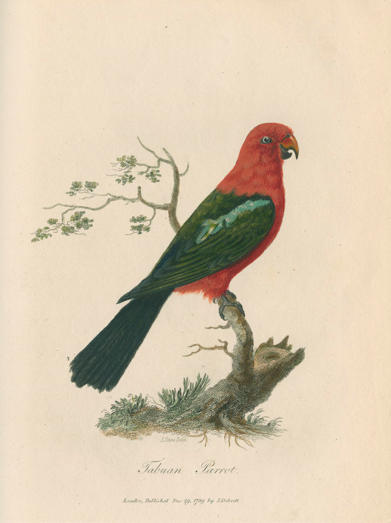 Detail of 'Tabuan Parrot' by Sarah Stone