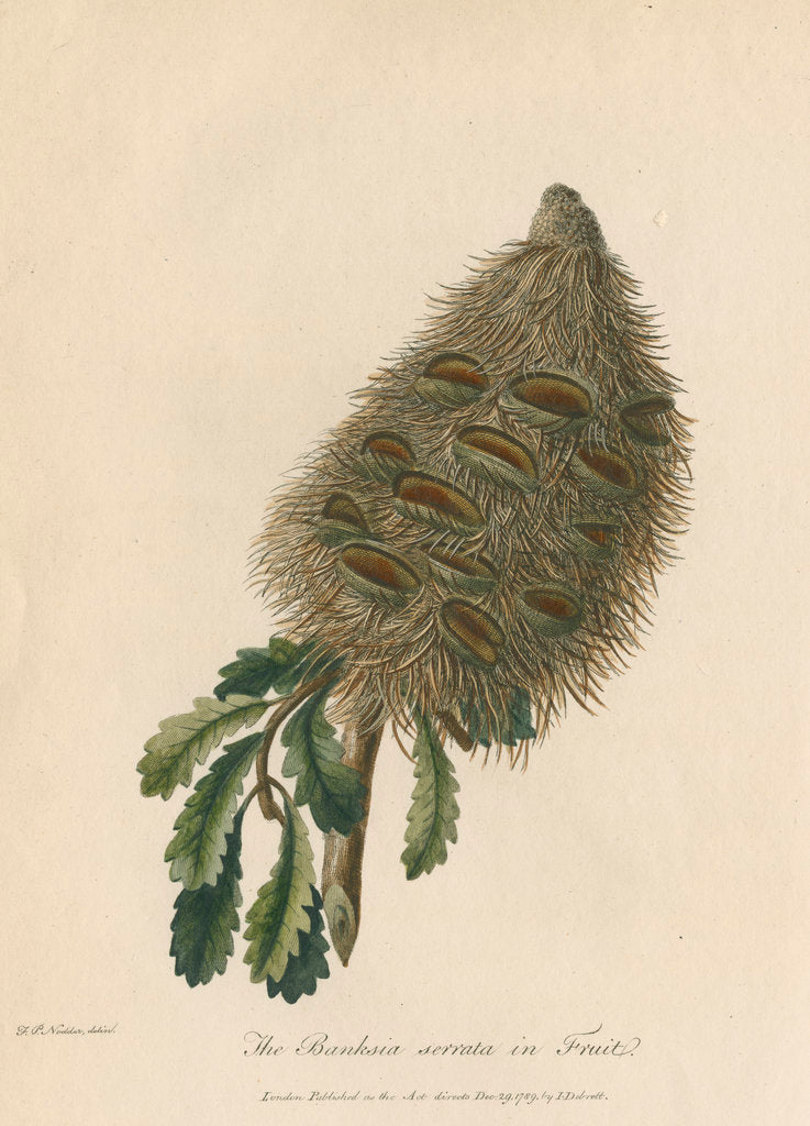 Detail of 'The Banksia Serrata in Fruit' by Frederick Polydor Nodder