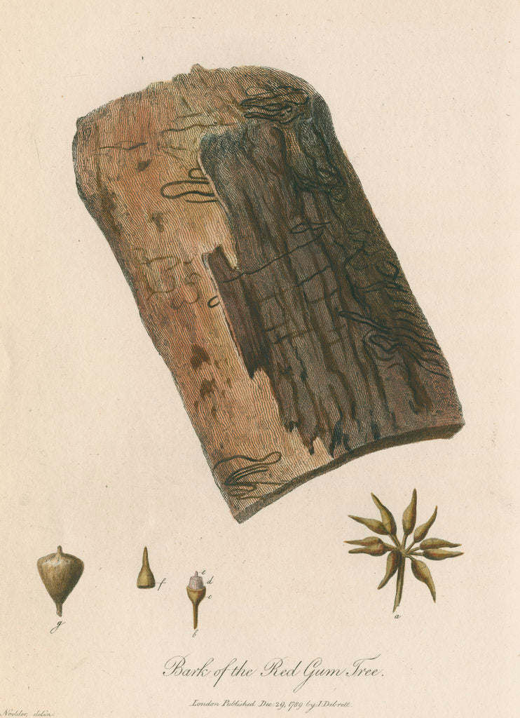 Detail of Bark of the Red Gum Tree by Frederick Polydor Nodder