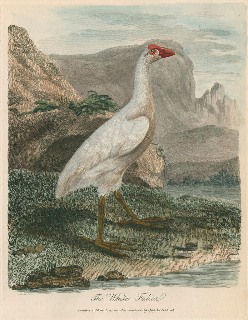 Detail of 'The White Fulica' by Sarah Stone