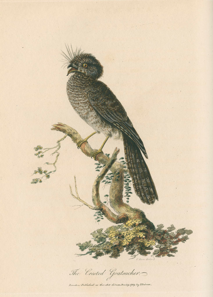 Detail of 'The Crested Goatsucker' by Sarah Stone