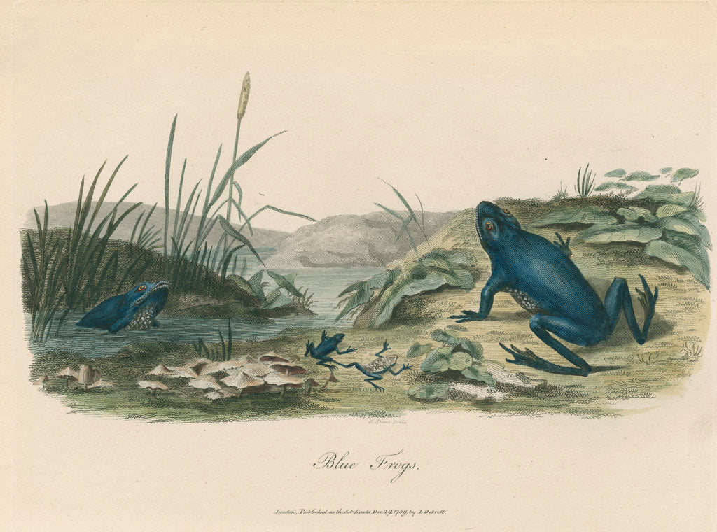 Detail of 'The Blue Frog' by Sarah Stone