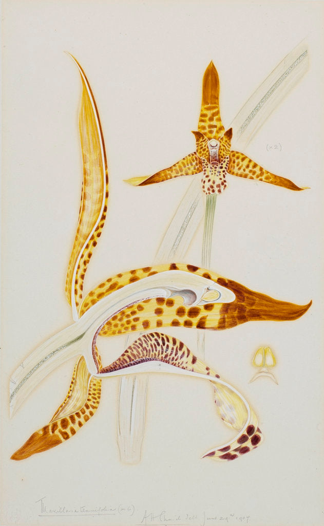 Detail of Maxillaria orchid by Arthur Harry Church