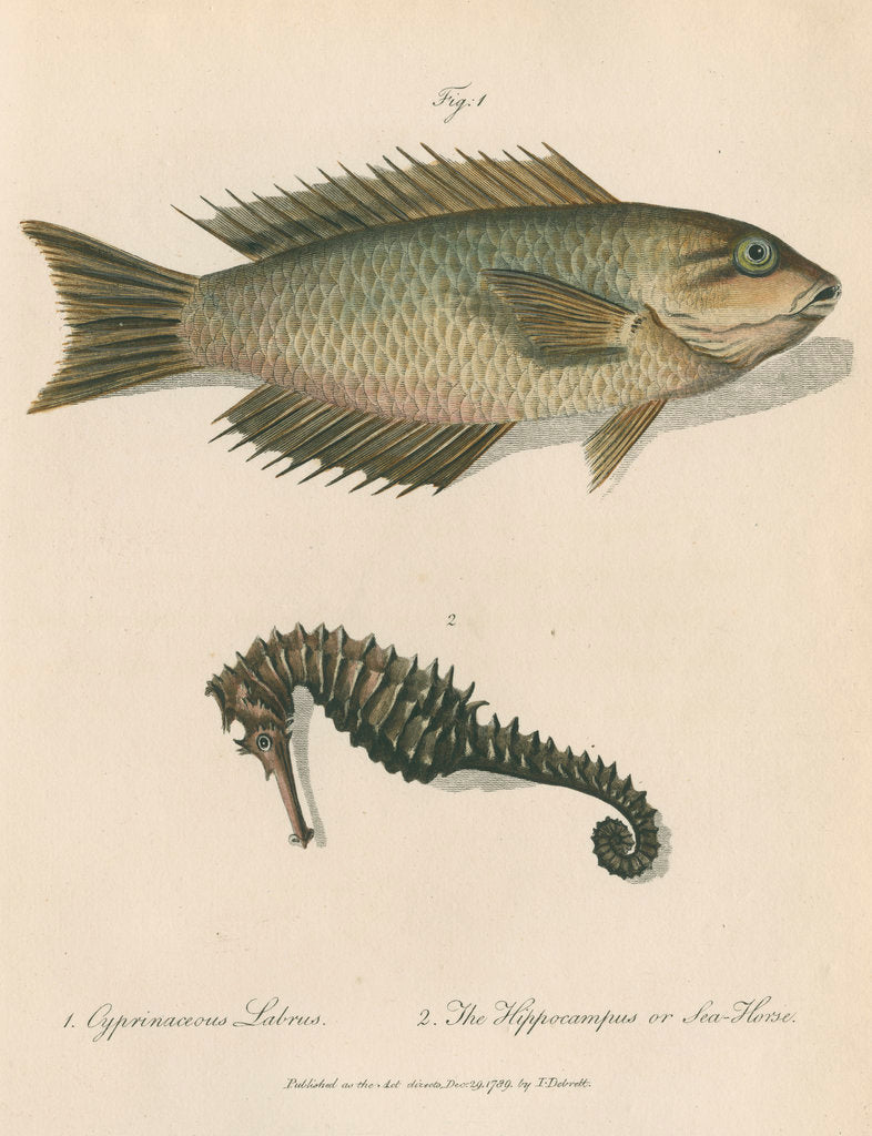 Detail of Two marine studies by Sarah Stone