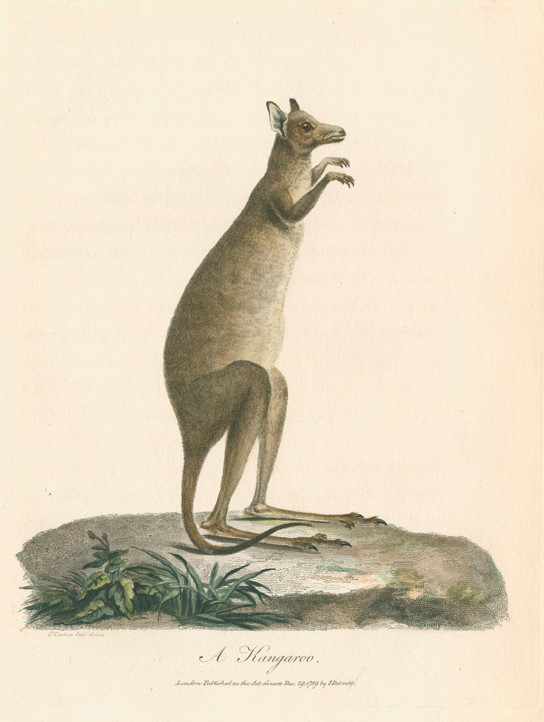 Detail of A Kangaroo by Charles Catton the younger