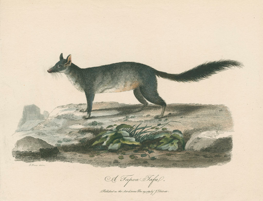 Detail of A Tapoa Tafa by Sarah Stone